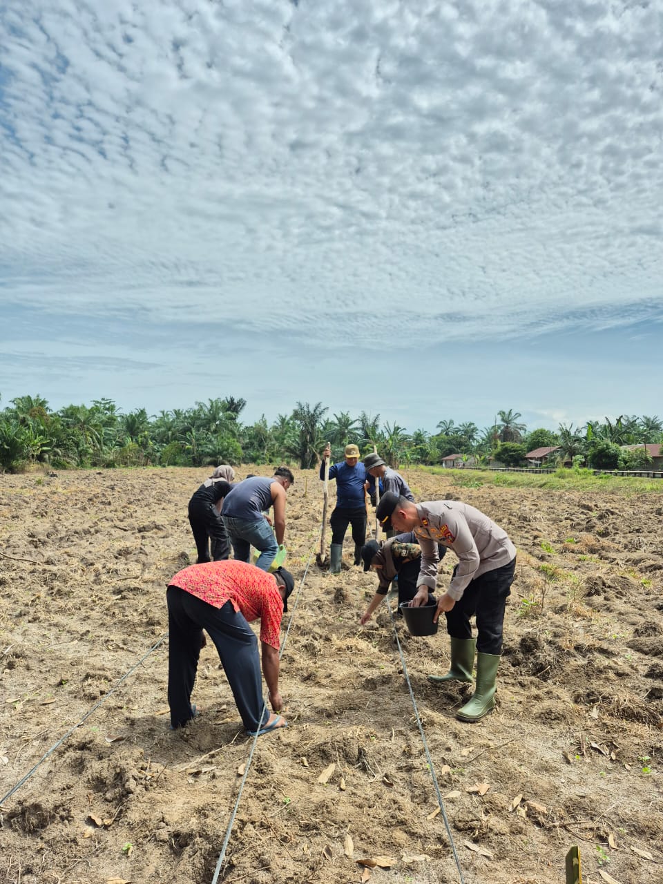 Kapolsek Pulau Raja Laksanakan Penanaman Jagung Serentak di Desa Pulau Rakyat Tua